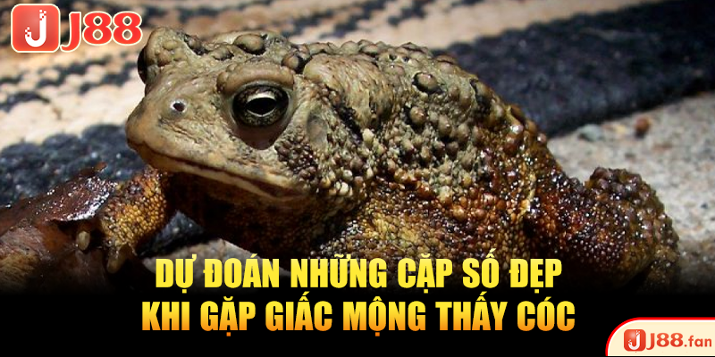Dự đoán những cặp số đẹp khi gặp giấc mộng thấy cóc